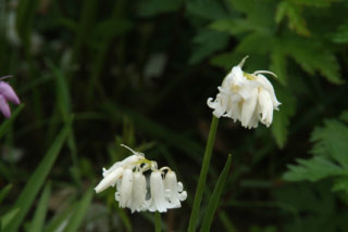 Hyacinthoides non-scripta 'Alba'Wilde hyacint bestellen